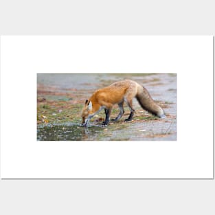 Red Fox - Algonquin Park, Canada Posters and Art